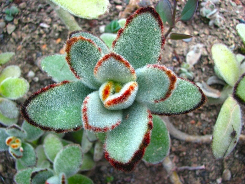 Drought tolerant landscaping