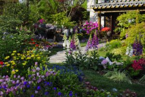 Zen garden plants