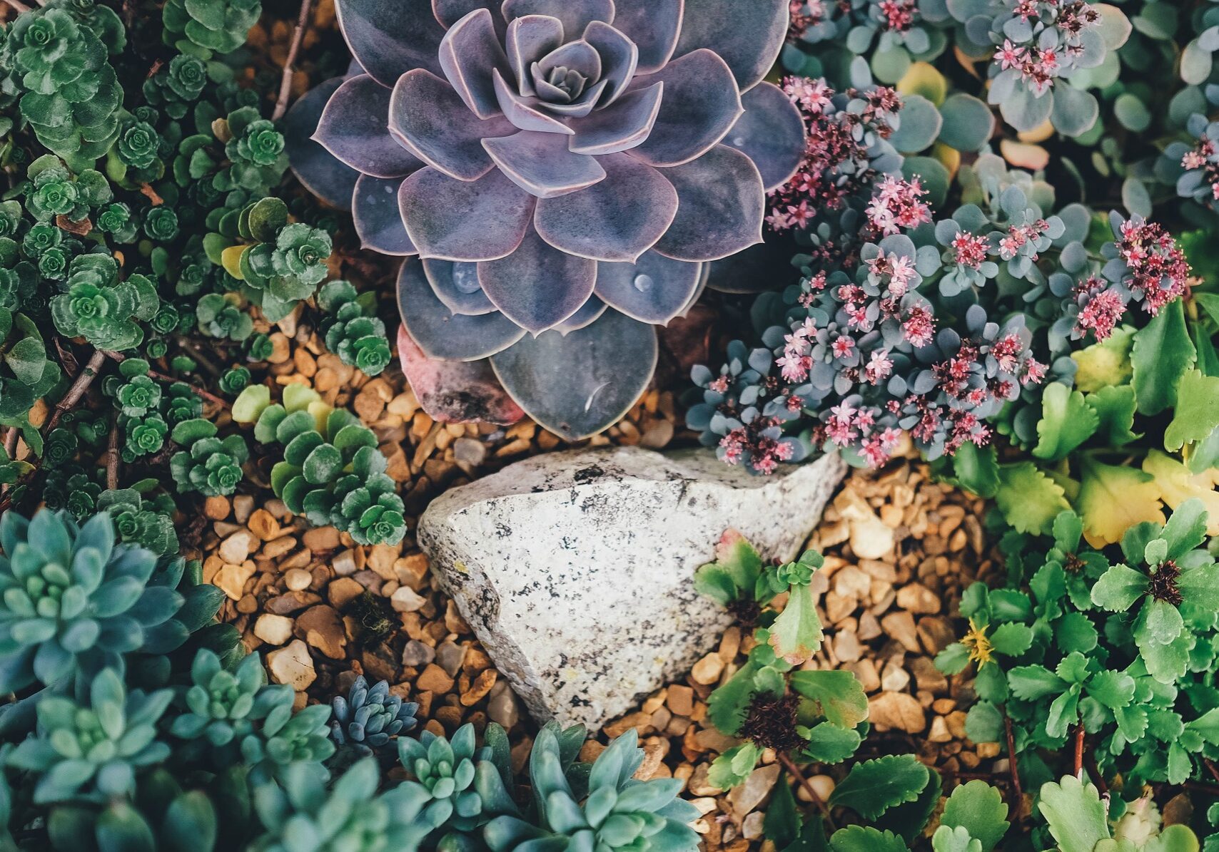 Manhattan Beach, California Xeriscaping